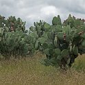 DSCF0670