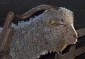 Chèvre angora à Aulon (2)