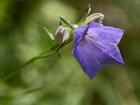 Campanule sauvage