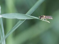 Syrphe porte plume