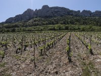 Vignobles
