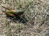 Sauterelle verte