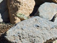 Lézard à l'affut