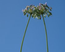 Agapanthe
