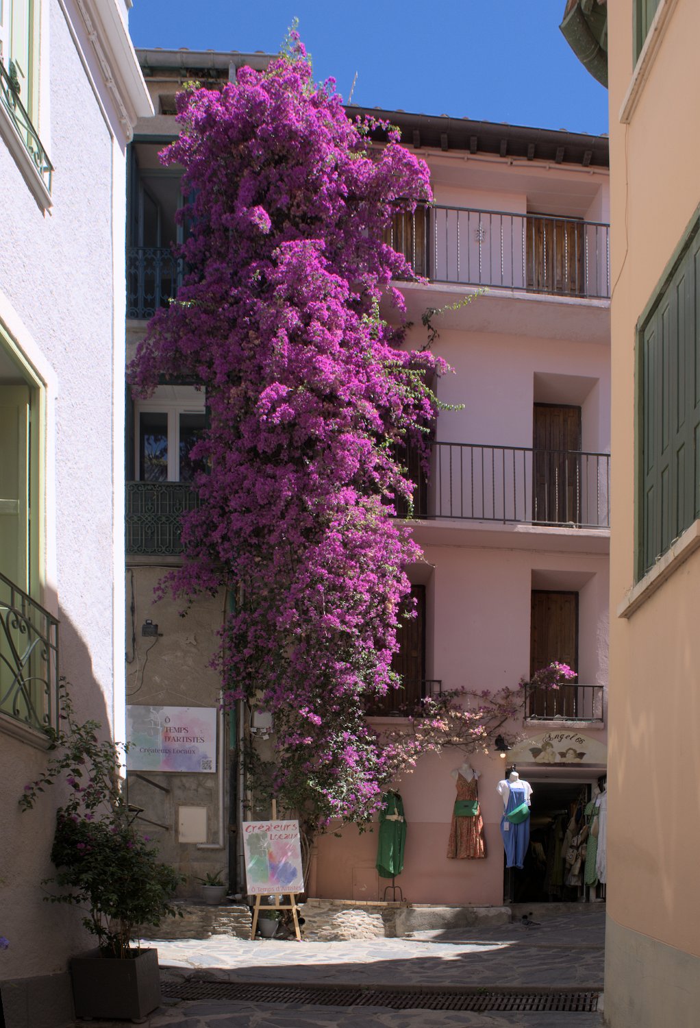 Bougainviller
