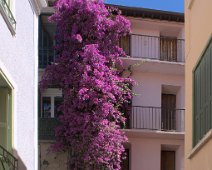 Bougainviller