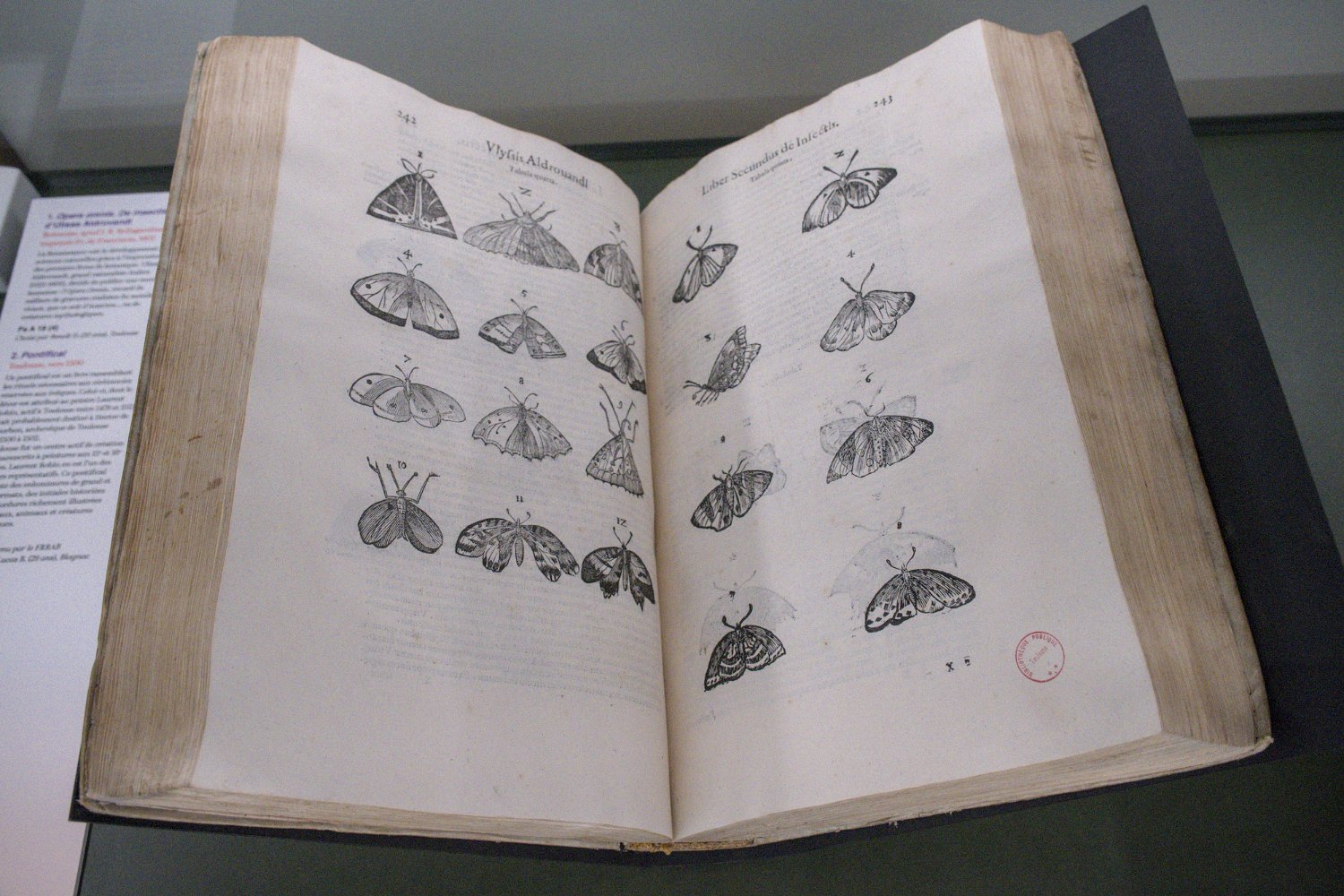 Encyclopédie d'Histoire Naturelle - Papillons (J Ch Chenu)