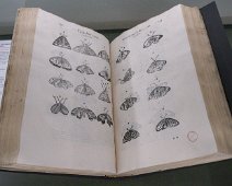 Encyclopédie d'Histoire Naturelle - Papillons (J Ch Chenu)