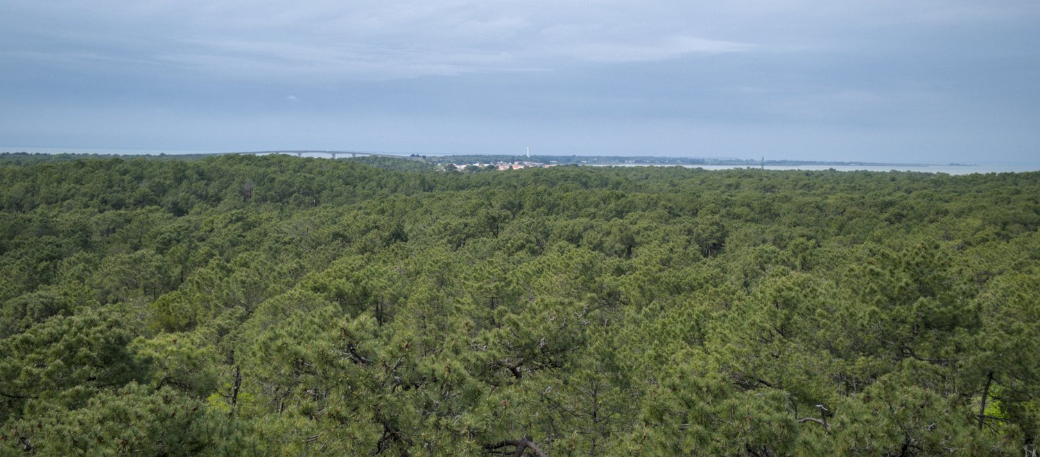 Forêt domaniale des Pays de Monts