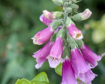 Fleurs et plantes diverses