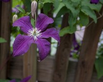 Clématite étoile violette (Warszawska Nike)