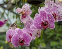 Orchidée pourpre