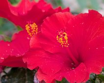 Hibiscus