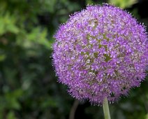 Allium
