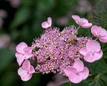Hortensia Hydrangea macrophylla