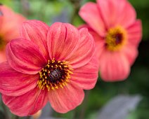 Dahlia Dahlegria tricolore