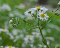 Vergette annuelle (Erigeron strigosus)