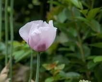 Fleur et capsule de pavot