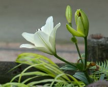 Lys