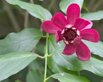 Calycanthus aphrodite