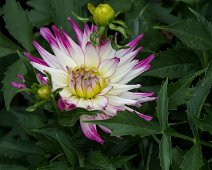 Dahlia