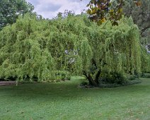 Saule de babylone (Salix babylonia)
