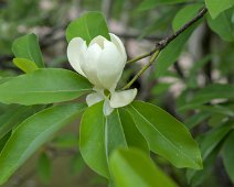 Fleur de magnolia