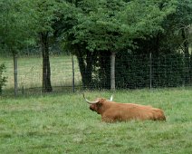 Vache Highland