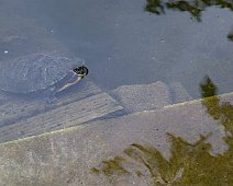 Tortue d'eau (Trachemys scripta)