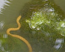 Couleuvre d'eau