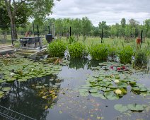 Bassin de nénuphars