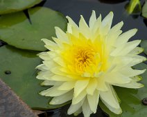 Nénuphar