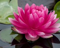 Nénuphar
