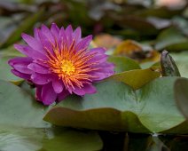 nénuphar