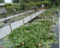Bassin de nénuphar