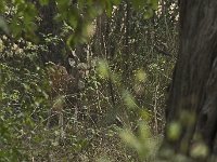 Cerf axis mâle