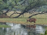 Cerf sambar
