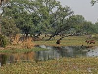 Cerfs sambar