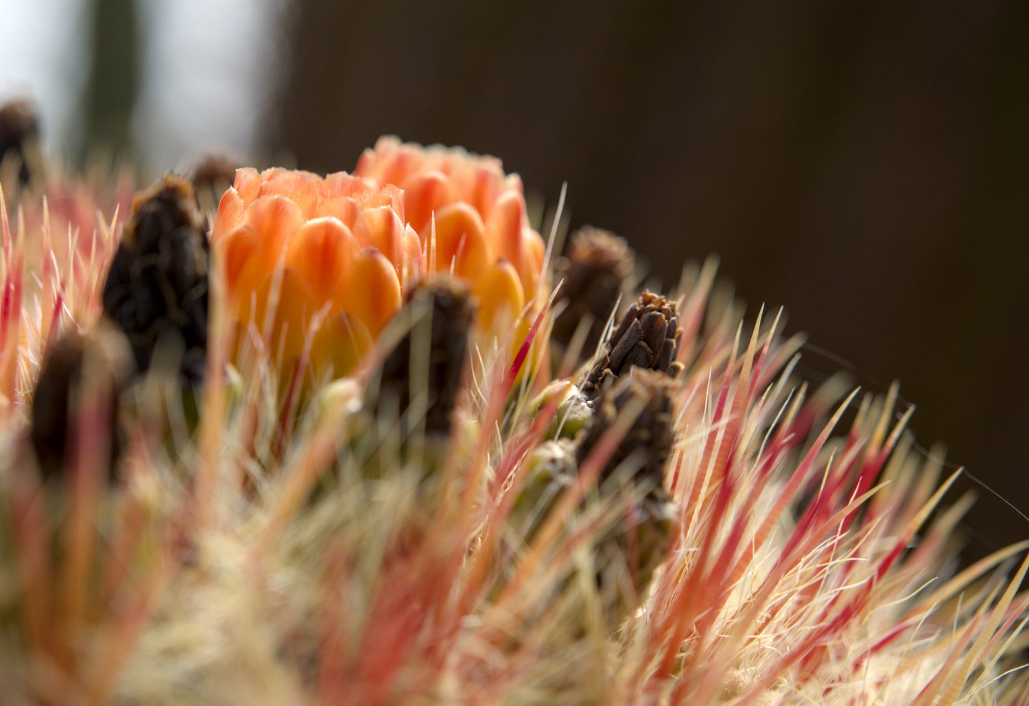 Ferocactus pilosus