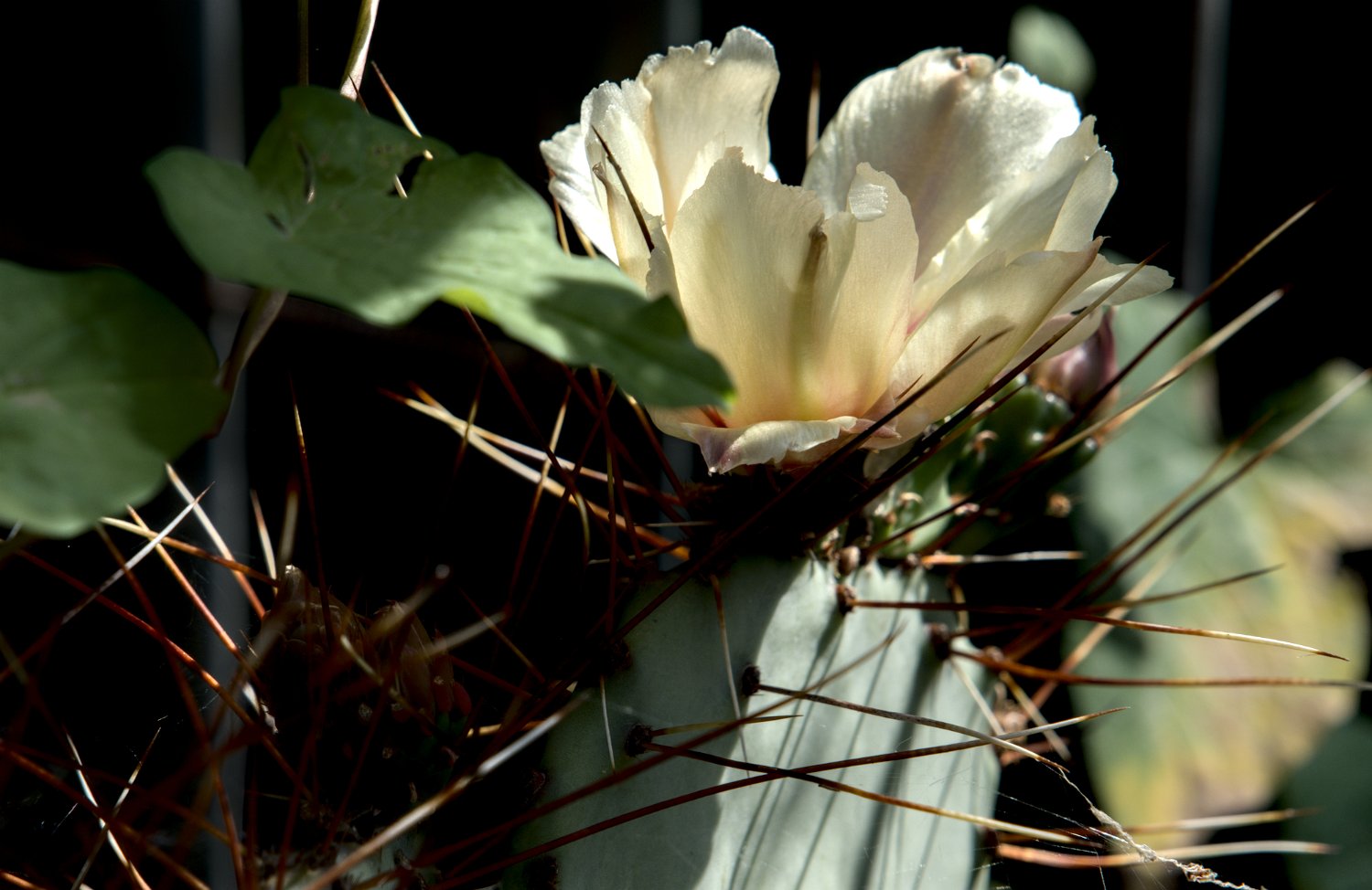Opuntia atrispina