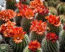 Parodia camarapana
