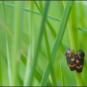 Cercopis