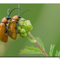 insectes