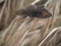 Amarillis marron (2)