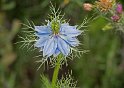 Nigelle de Damas