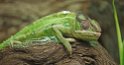 Caméléon