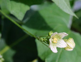 Plantes à vrilles