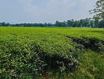 Plantation de thé