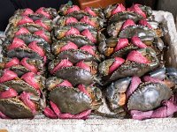 Crabes